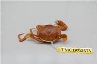 藏品(擬深穴青蟳)的圖片